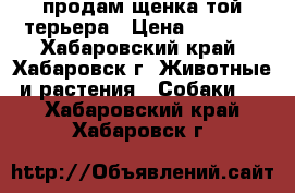 продам щенка той терьера › Цена ­ 2 500 - Хабаровский край, Хабаровск г. Животные и растения » Собаки   . Хабаровский край,Хабаровск г.